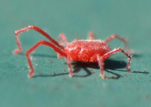 Balaustium murorum